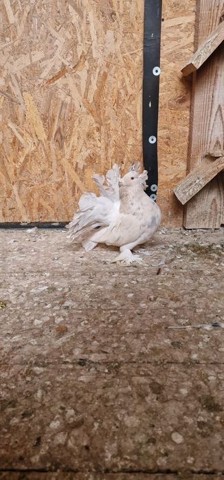 Porumbei votați indieni de vânzare  100lei bucata