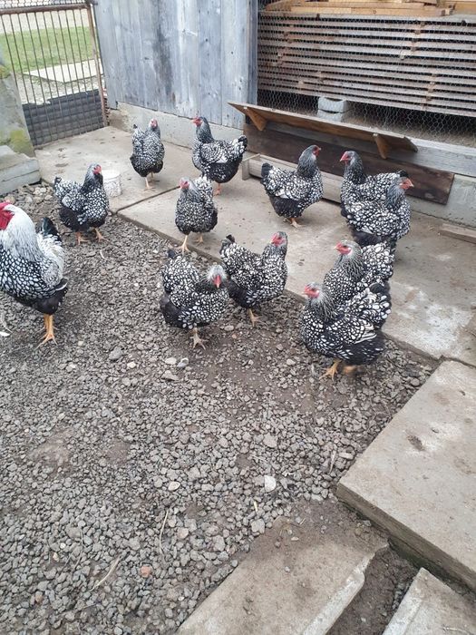 Ouă pt incubat  rasa Wyandotte