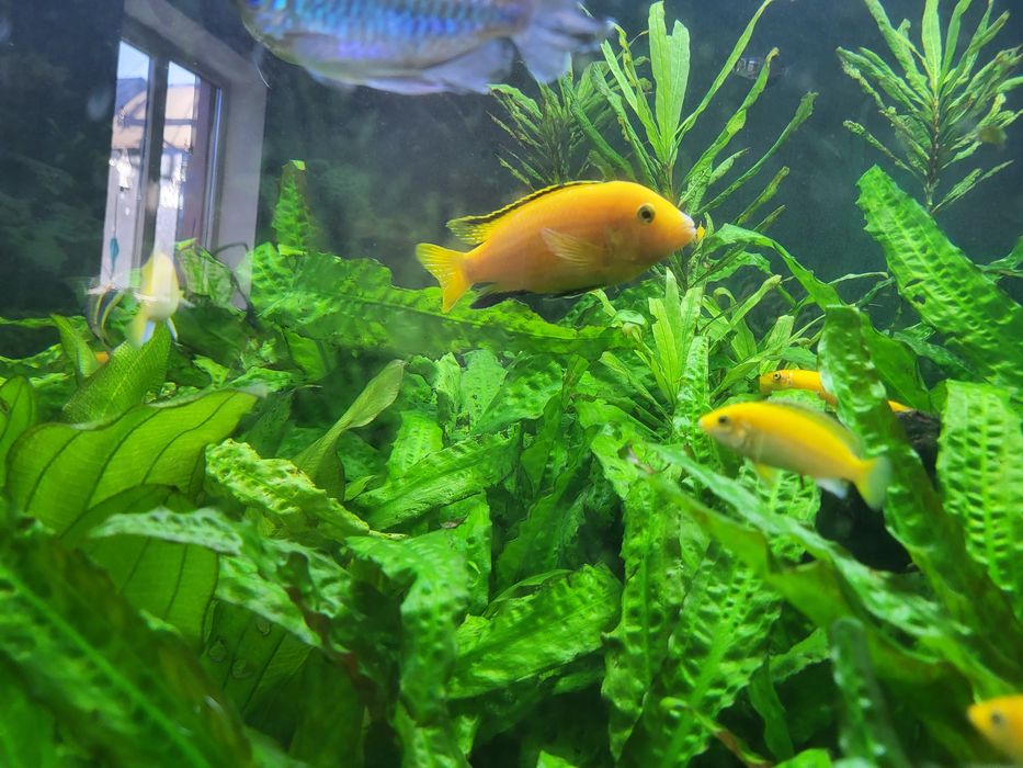 Продам цихлид Yellow(Лабидохромис церулиус)