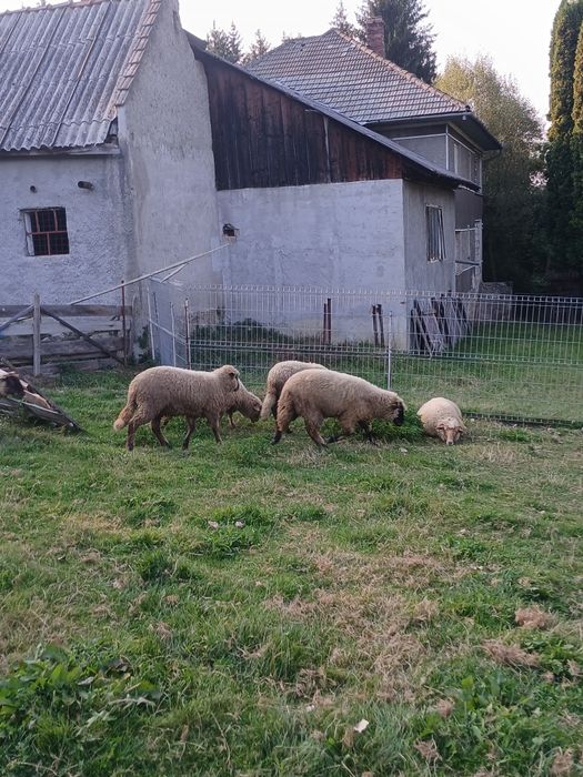 De vânzare trei oii  miori,și un berbec mior  și o mia din  primăvară