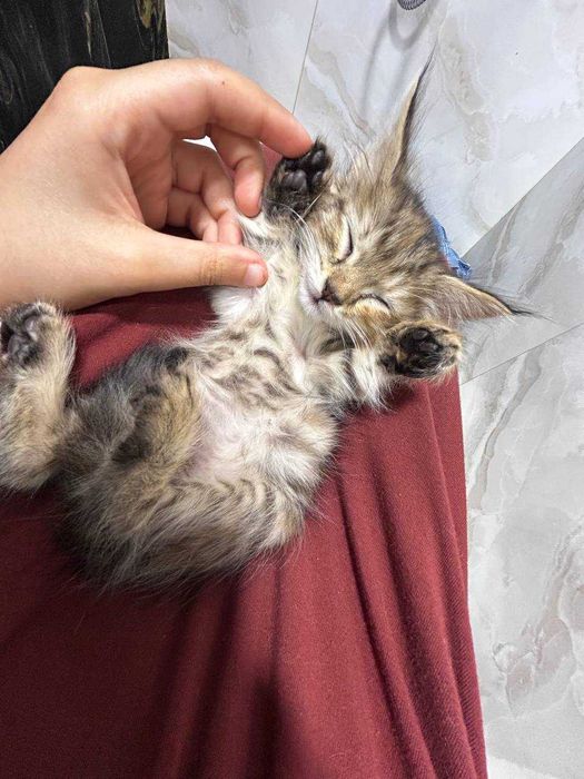 Котенок девочка 1-1,5 месяца