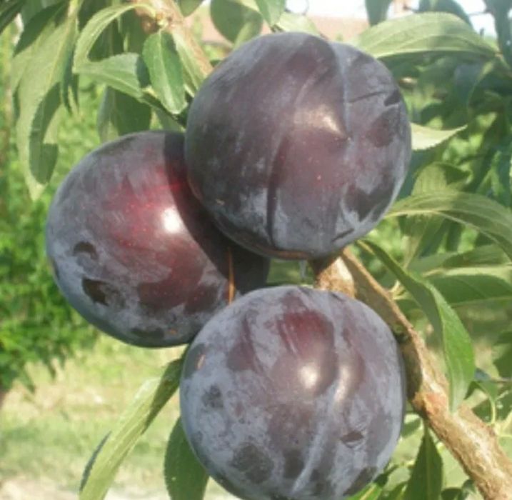 Prun (Soiul Black Diamond )