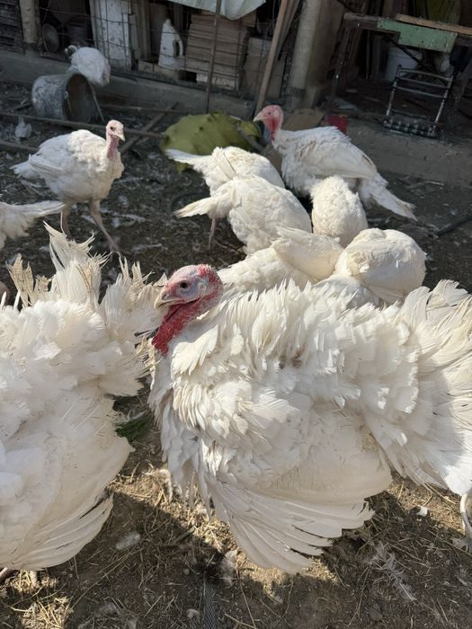 индюки курка индейка биг 6