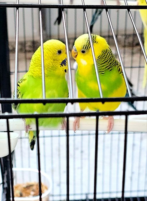 Волнистый попугай Valnistiy para