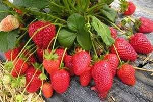 Қулупнай кўчатлари. кассеталарда торфга экилган, Саженцы клубники.