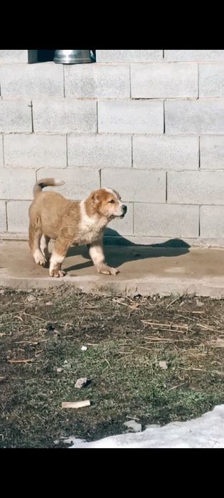 Продам алабая (тобет)