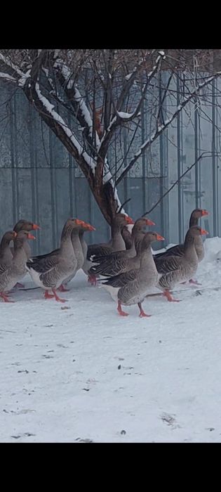 Гуси крупно серый и халмагор