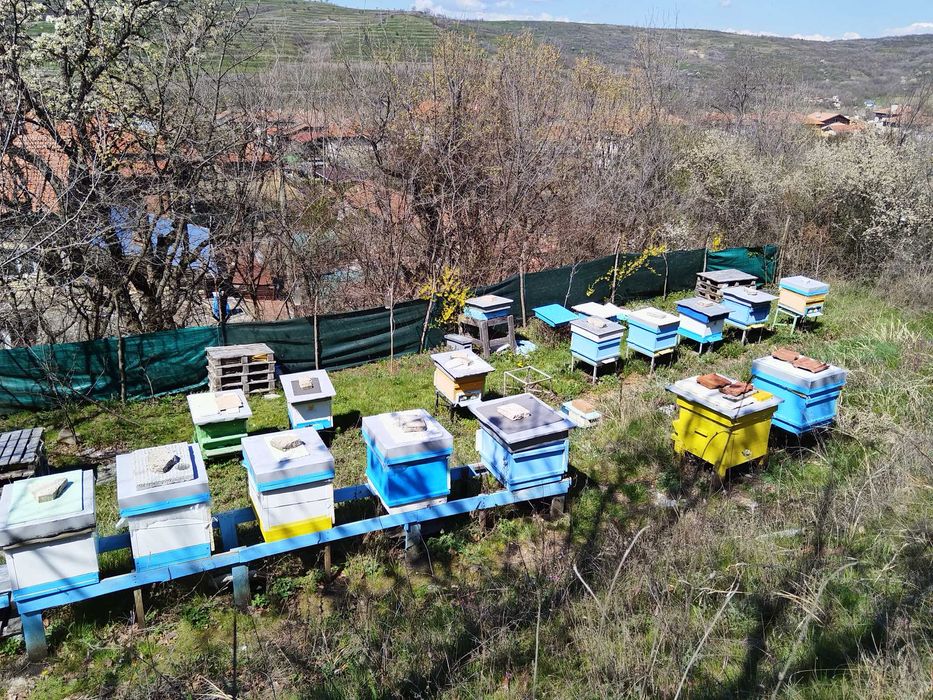 Пчелни семейства рег N 2648-0034