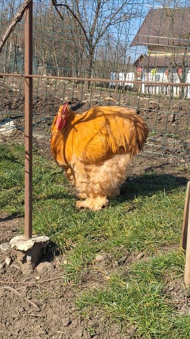 Cochinchina Galben
