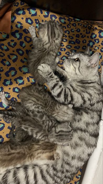 Британцы котята бронь