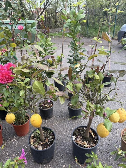 Лимони/Кумкуат и растения