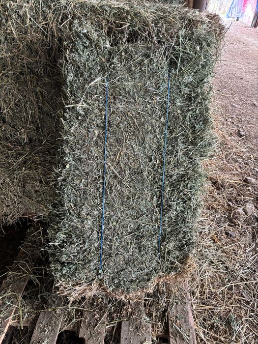 Baloti dreptunghiulari lucerna