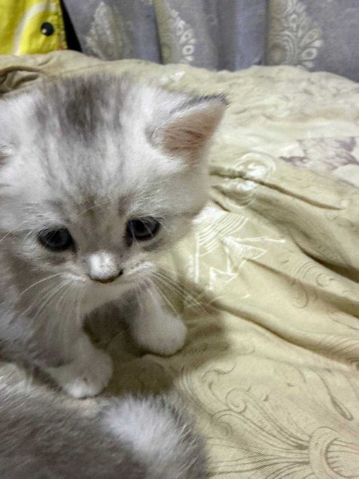 Продаются котята породистые шиншилла стоимость 300 долларов