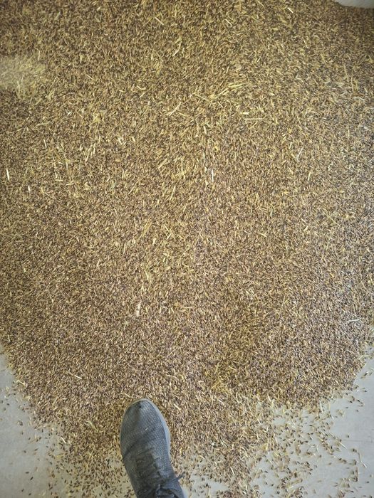 Черен овес (avena strigosa)
