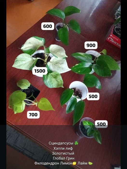 Отростки и цветочки