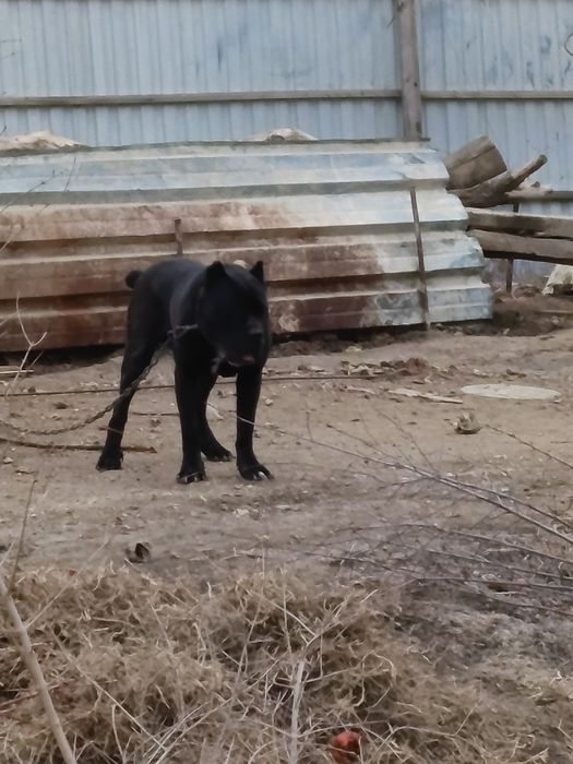 Кане Корсо, гарантия