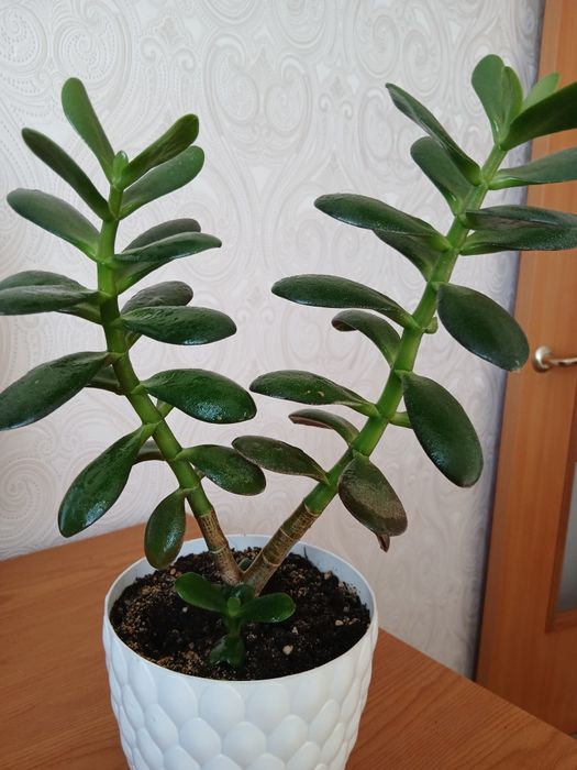 Комнатное растение