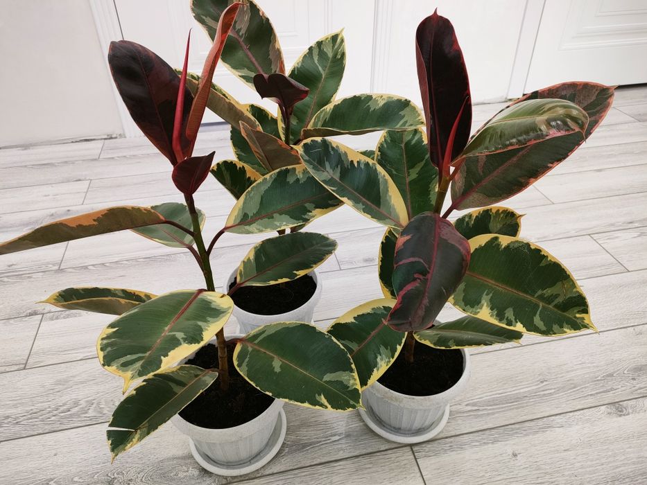 Комнатные цветы. доставка