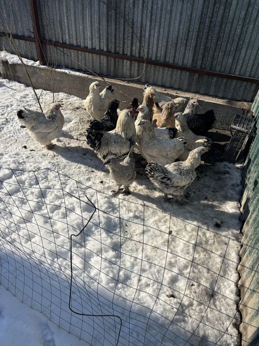 Продам кур брама