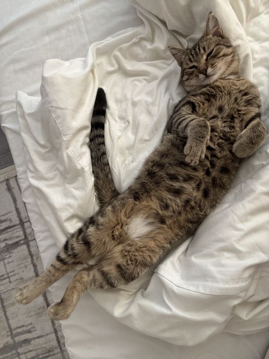 Отдам кота в добрые руки