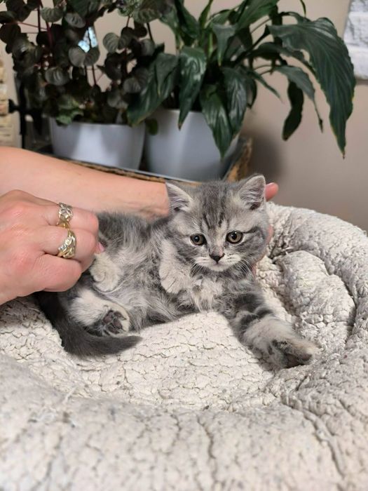 British silver tabby mascul