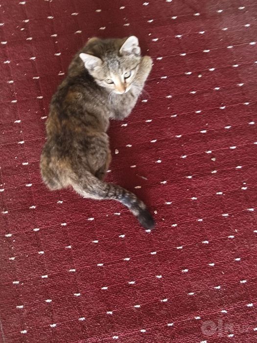 Котята 4 месяца бесплатно