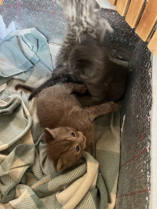 Котята добрые руки