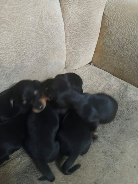 Продам щенков таксы