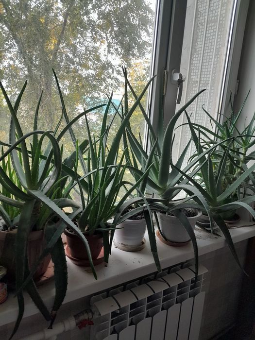 Алоэ лечебный мясистый