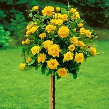 Pomi ornamental  trandafiri  pomisor