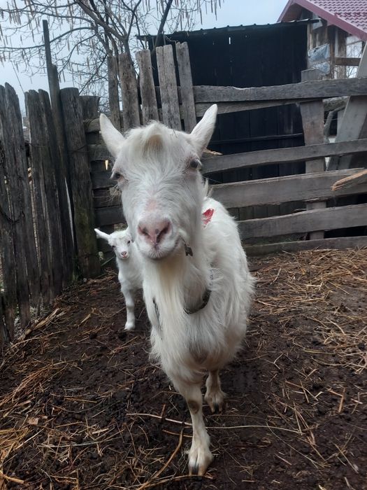 Vând capră albă de Banat împerecheat cu sanin Elvețian  cu iadă