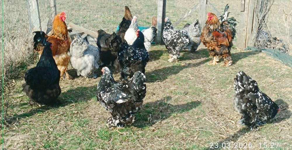 Găini tinere Brahma