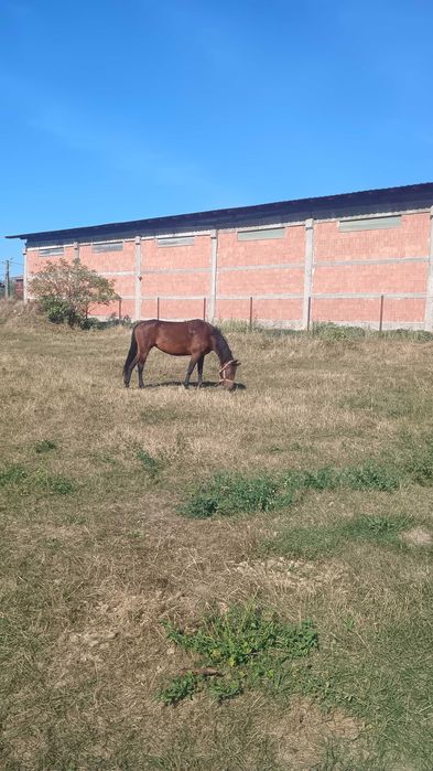 Iapa de vânzare