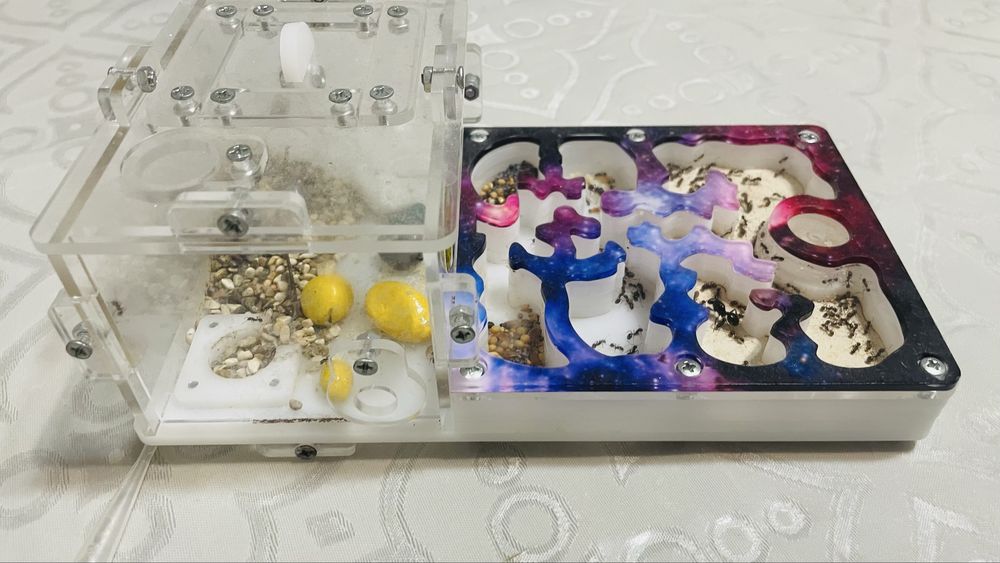 Муравьиная ферма