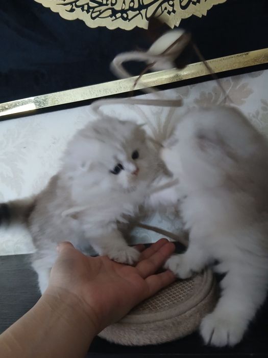 Пародистые Катята