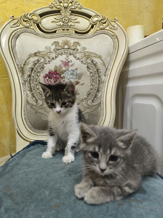 Пристраиваются котятки