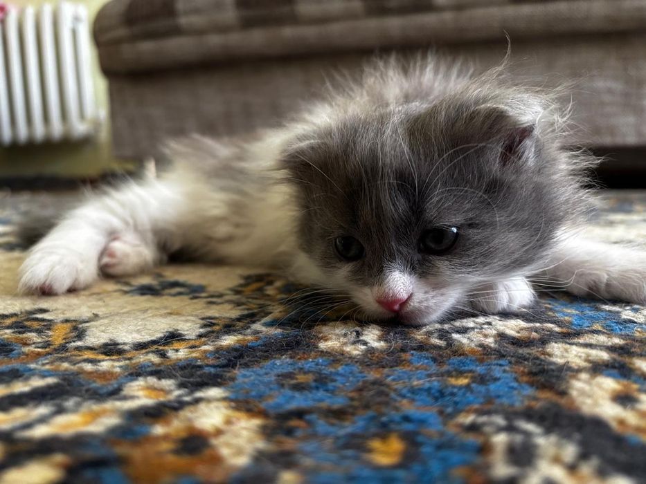 Отдам котят бесплатно