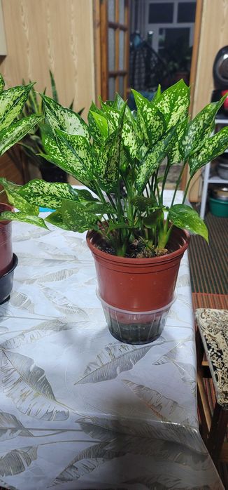 Цветы комнатные и уличные