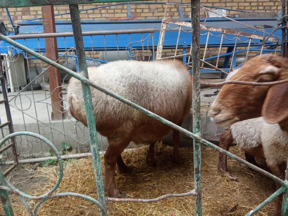 Зодор бугуз куйлар битаси 2 битаси 3 тугади