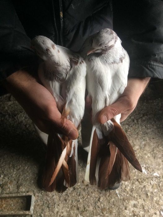 голуби голуби  ...