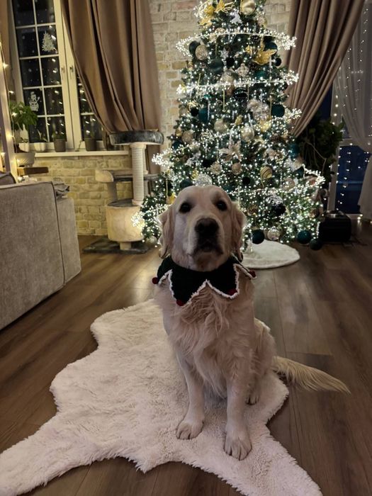 Вязаная одежда для кошек и собак