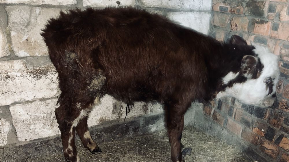 Бұзау сатылады, Продаётся телёнок.