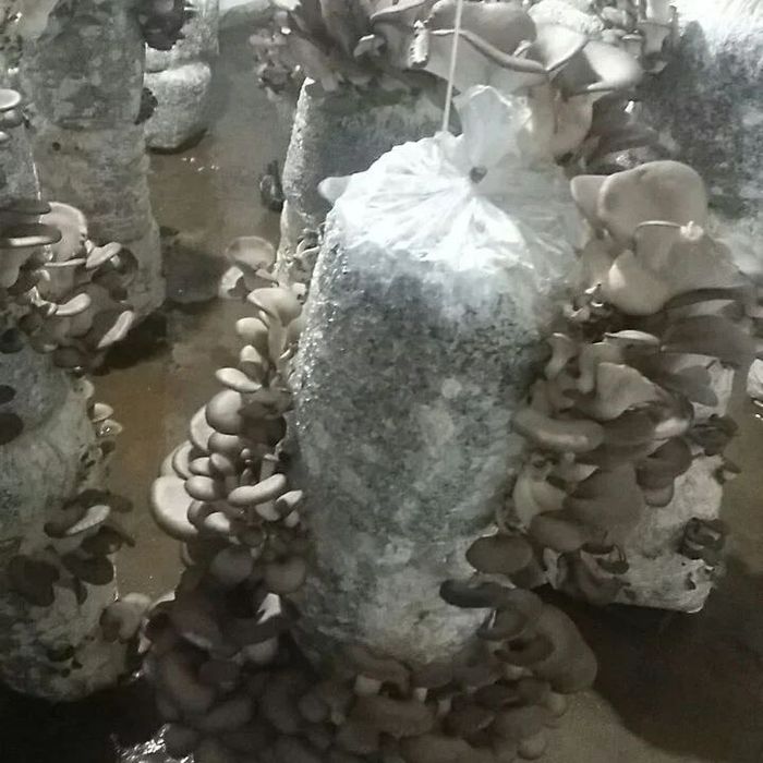 Грибы Вешенка . КА  17 .Семена Грибов.