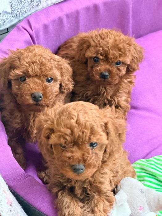 Fetite Pudel/Poodle toy mini cu pedigree