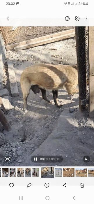 Ит кімге керек?Дарю собака.