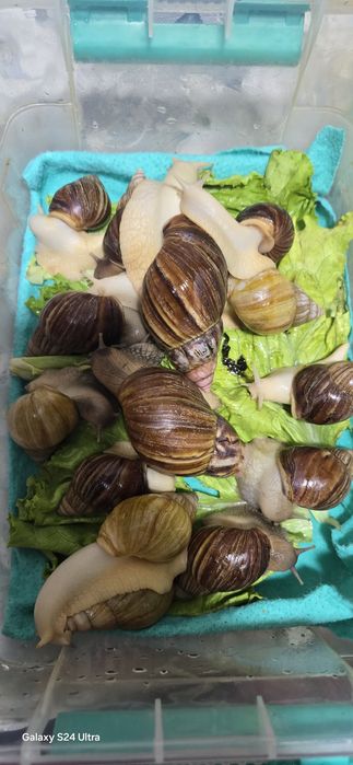 Соглом улиткалар