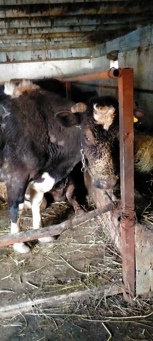 Сельхозживотное карова