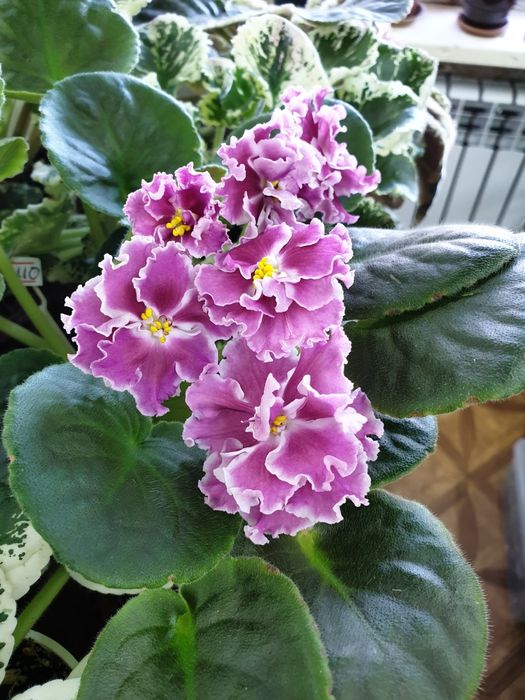 Фиалка сортовая, цветущая