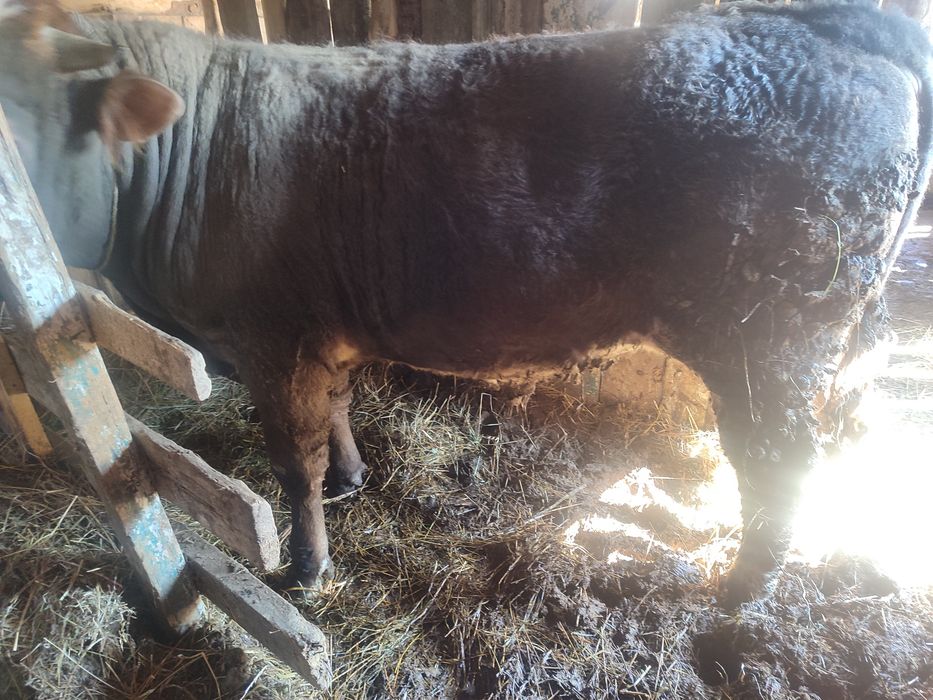 Семіз бычок сатылады