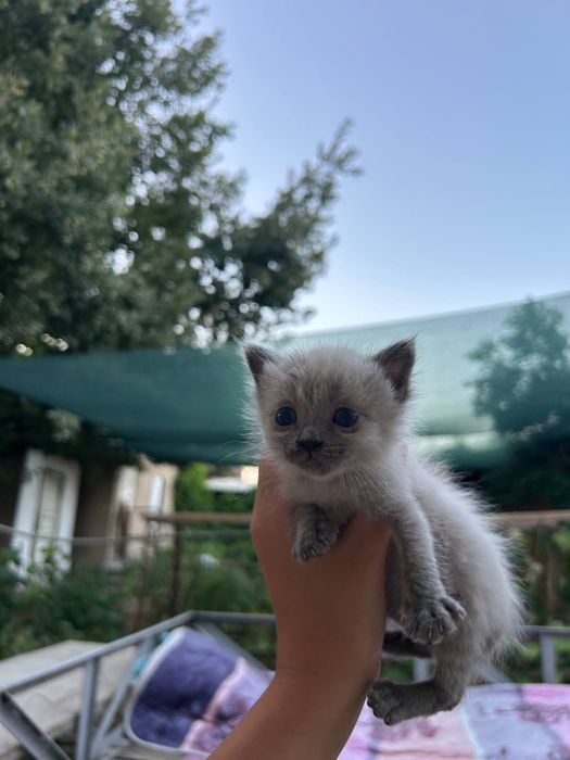 отдам котёнка в добрые руки